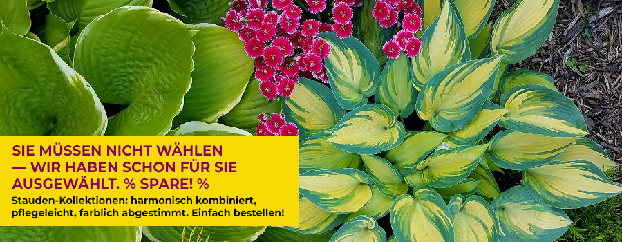 KOLLEKTIONEN