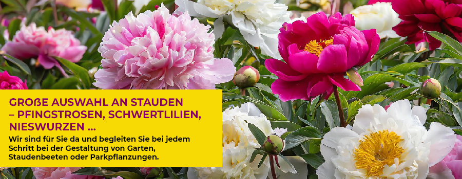Stauden Stauden