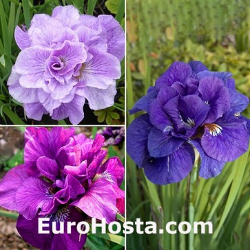 iris sibirica mix