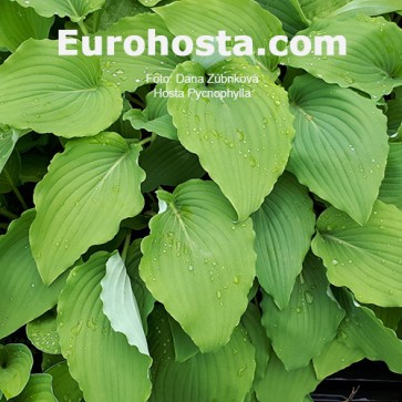 Hosta Pycnophylla - Eurohosta