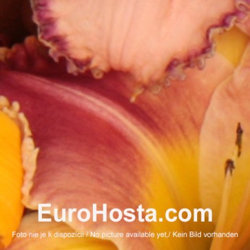 Hemerocallis Alaqua -  Eurohosta