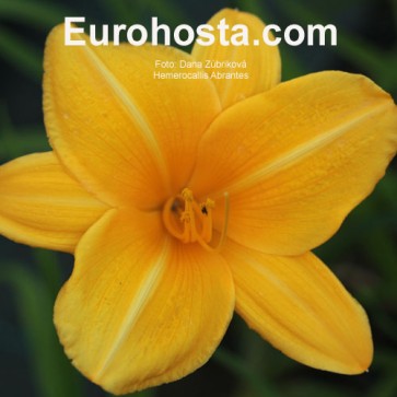 Hemerocallis Abrantes - Eurohosta