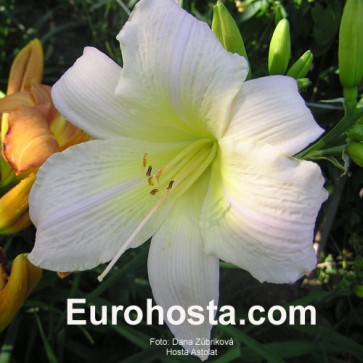 Hemerocallis Astolat - Eurohosta