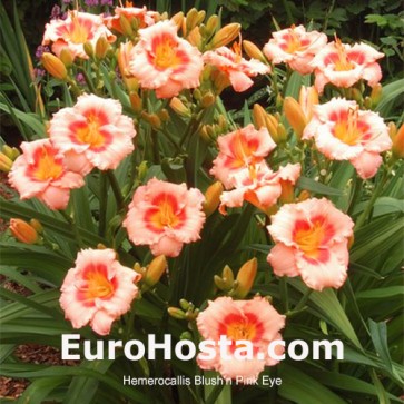 Hemerocallis Sombrero Way - Eurohosta