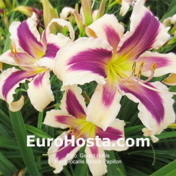 Hemerocallis Sombrero Way - Eurohosta