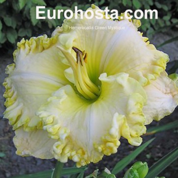 Hemerocallis Green Mystique - Eurohosta