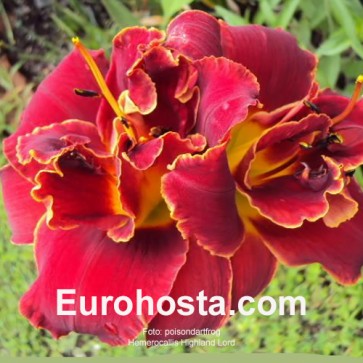 Hemerocallis Highland Lord - Eurohosta