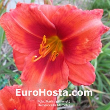 Hemerocallis Sombrero Way - Eurohosta
