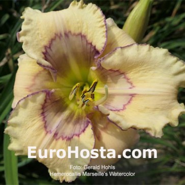 Hemerocallis Sombrero Way - Eurohosta