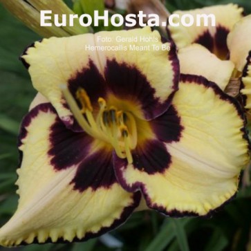 Hemerocallis Sombrero Way - Eurohosta