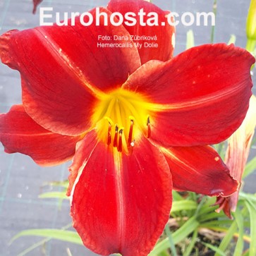 Hemerocallis My Dolie - Eurohosta