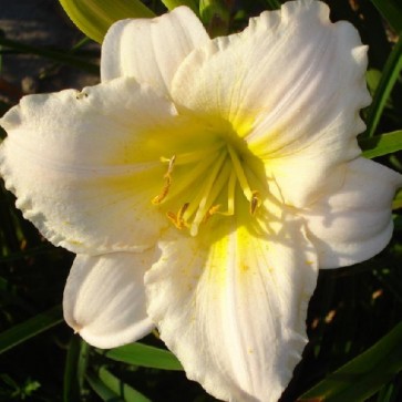 Hemerocallis Sombrero Way - Eurohosta