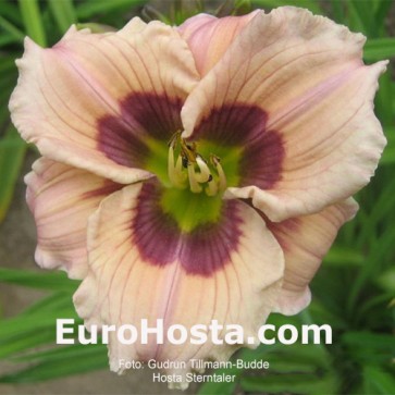 Hemerocallis Sombrero Way - Eurohosta
