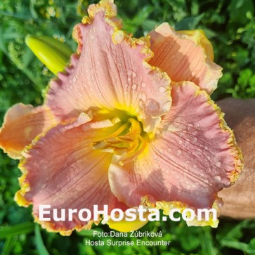 Hemerocallis Startle - Eurohosta