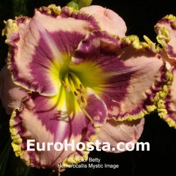 Hemerocallis Sombrero Way - Eurohosta