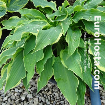 Hosta Albopicta - Eurohosta