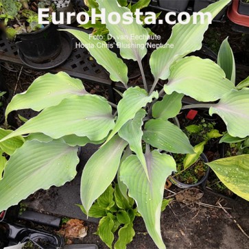 Hosta Albopicta - Eurohosta