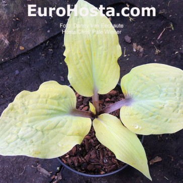 Hosta Albopicta - Eurohosta