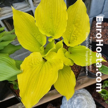 Hosta Albopicta - Eurohosta