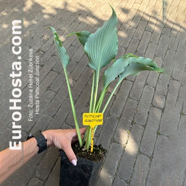 Hosta Albopicta - Eurohosta