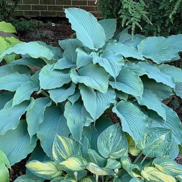 Hosta Albopicta - Eurohosta