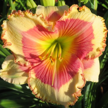 Hemerocallis Sombrero Way - Eurohosta