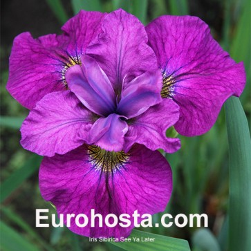 Iris Versicolor Dark Aura - Eurohosta