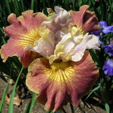 iris Ensata Wave Action
