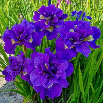 Iris Versicolor Dark Aura - Eurohosta