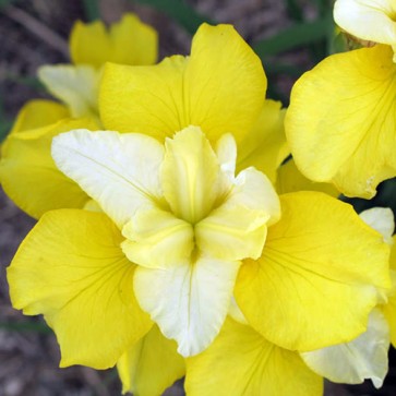 iris Ensata Wave Action