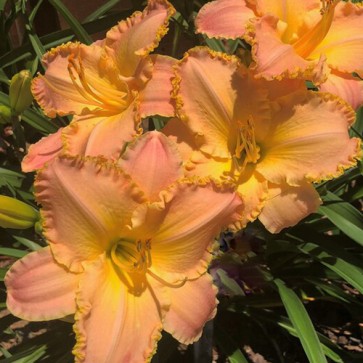 Hemerocallis Sombrero Way - Eurohosta