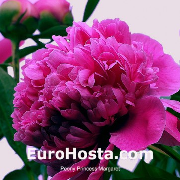 Pfingstrose Princess Margaret | EuroHosta