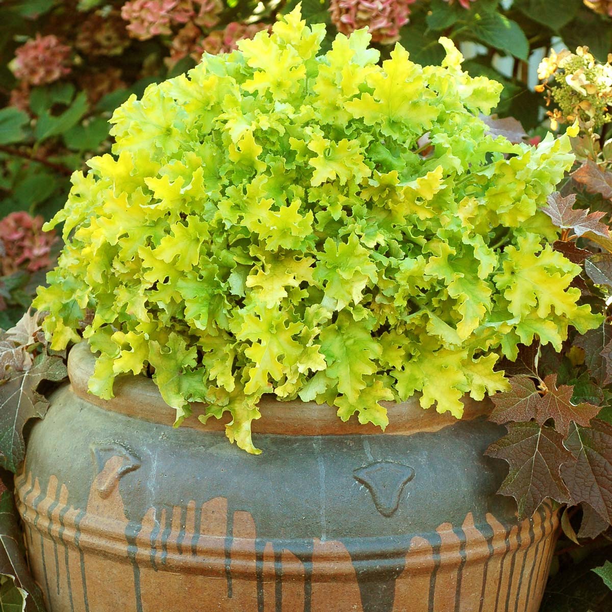 Heuchera 'Lime Marmalade\