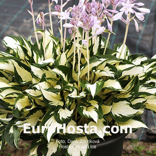 Hosta Fire And Ice Eurohosta
