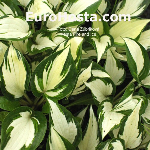 Hosta Fire And Ice Eurohosta