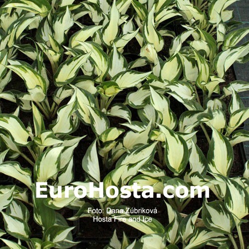 Hosta Fire And Ice Eurohosta