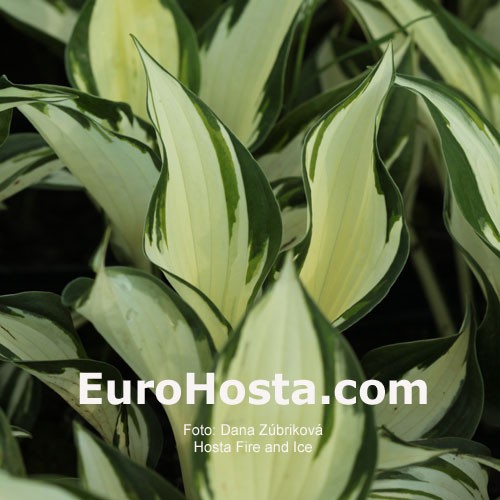 Hosta Fire And Ice Eurohosta