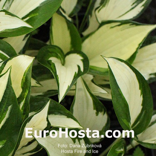 Hosta Fire And Ice Eurohosta