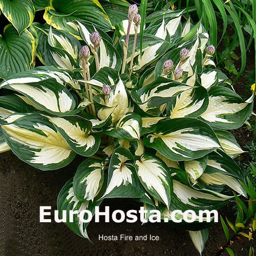 Hosta Fire And Ice Eurohosta