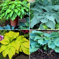 Hosta - Gewellte Blattränder