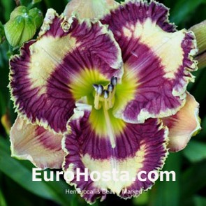 Hemerocallis-Beauty-Marked-Eurohosta