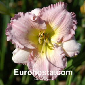 Hemerocallis Eleonore - Eurohosta