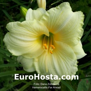 Hemerocallis Far Ahead - Eurohosta