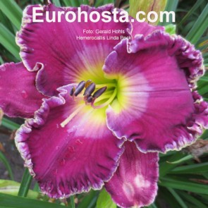 Hemerocallis Lusty Lealand - Eurohosta