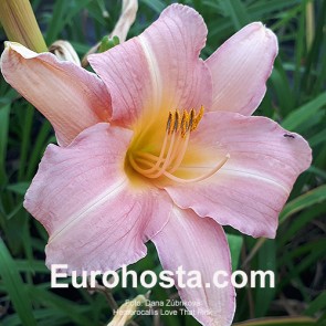 Hemerocallis Love That Pink - Eurohosta