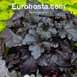 Heuchera Amber Waves 