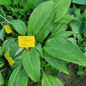 Hosta Albopicta - Eurohosta