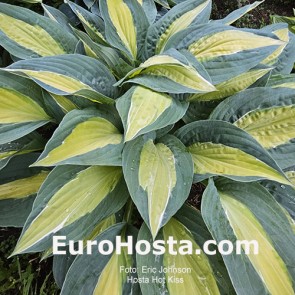 Hosta Plum Pudding
