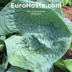 Hosta Albopicta - Eurohosta