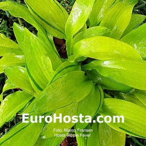 Hosta Ripple Fever Funkie | EUROHOSTA